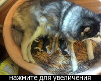 Беременная хаски отказывается от еды 1061 Беременная хаски отказывается от еды 178