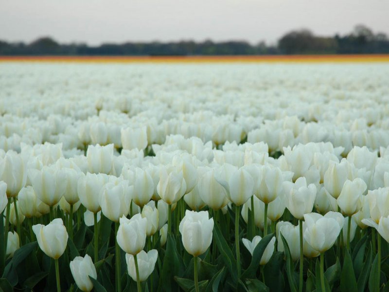 25870_800x600_imgf32bb_1.jpg