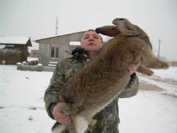 Самый большой заяц в мире вес фото