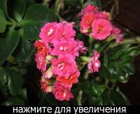 Что можно посадить в августе в горшок Что можно посадить в августе в горшок