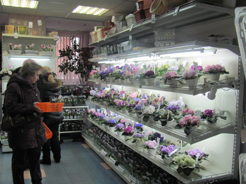 Где Купить Фиалки В Новосибирске