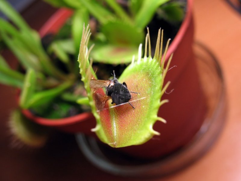 Мухоловка против. Мухоловка Фумибат/200. Тыква мухоловка. Мухоловка растение. Мухоловка крутящаяся