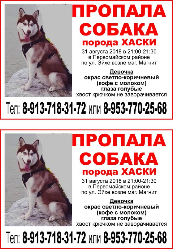 Купить Щенка Собаки В Хабаровске