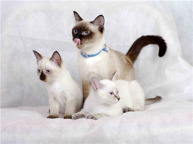 Тайская Кошка Купить В Краснодаре