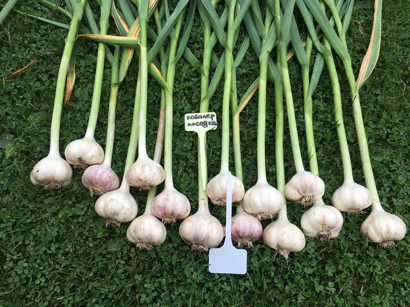 Чеснок сорт анзур. Сорт чеснока кавалер. Чеснок яровой еленовский. Чеснок озимый кавалер. Чеснок озимый кавалер.