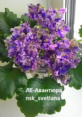 Фиалка Авантюра Фото Фиалка Авантюра Фото