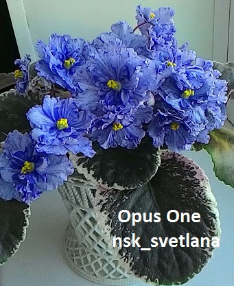 Opus One Фиалка Фото