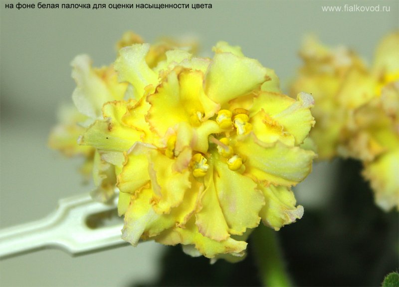Продаю Фиалки в Молитовке - обсуждение (31390021) на форуме nn.ru