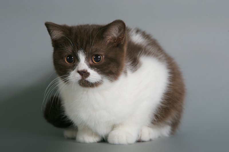 Окрас биколор. Британский кот циннамон биколор. Британский короткошерстный кот биколор. Британец биколор Арлекин. Шоколадный биколор британец.