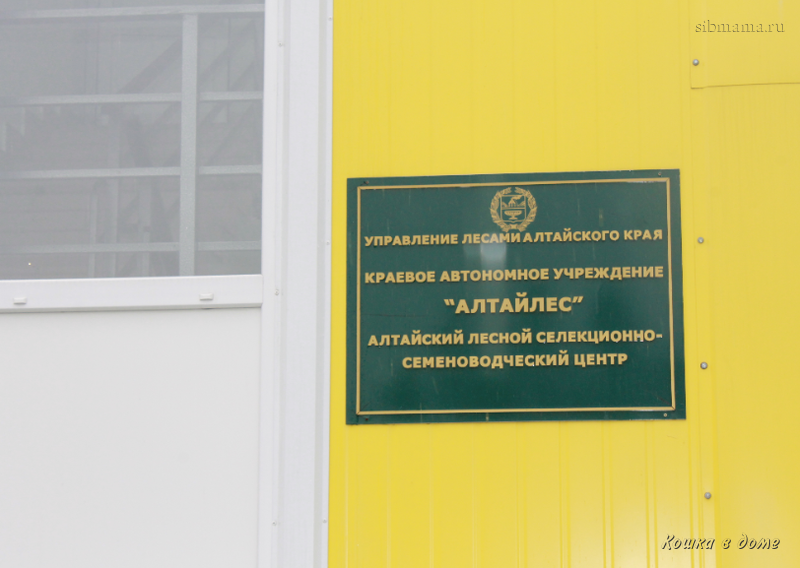 Краевое автономное учреждение. Семеноводческий центр. Лесной семеноводческий центр. Бобровский семеноводческий центр. Бобровская лесосеменная станция Алтайский край.