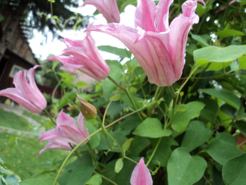 Клематис Дачес оф Албани - купить саженцы Clematis Duchess of Albany почтой, нед