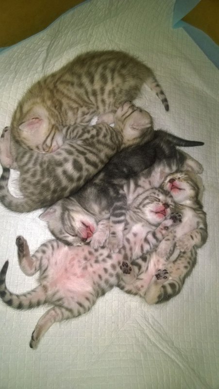 Cat Giving Birth How Does A Cat Give Birth To Kittens - YouTube