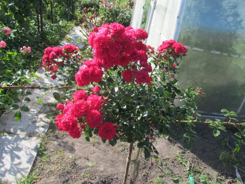 Роза юбилей санкт петербурга на штамбе