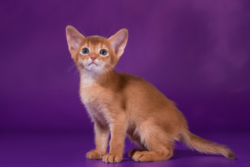 Купить Абиссинскую Кошку Нижний Новгород