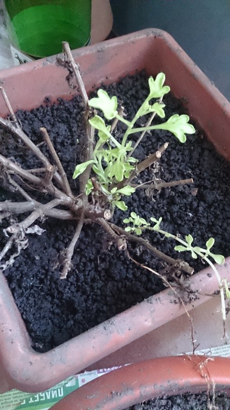 Проросшие клубни георгин. Мультифлора после зимовки. Когда доставать хризантемы из погреба. Когда доставать хризантемы из погреба. Приготовление земли для хризантем.