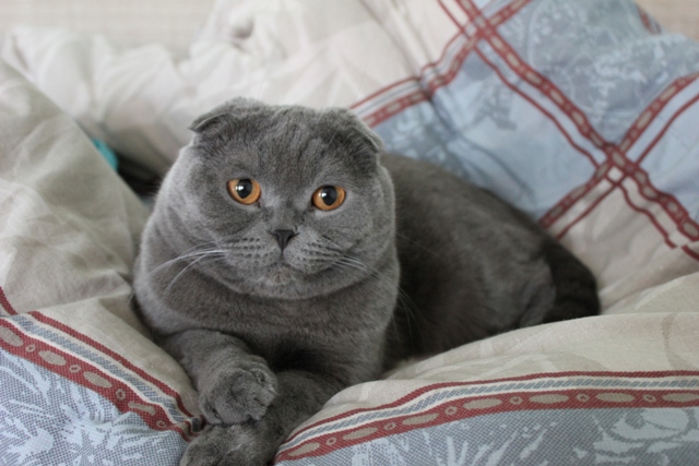 Сколько живут коты шотландские