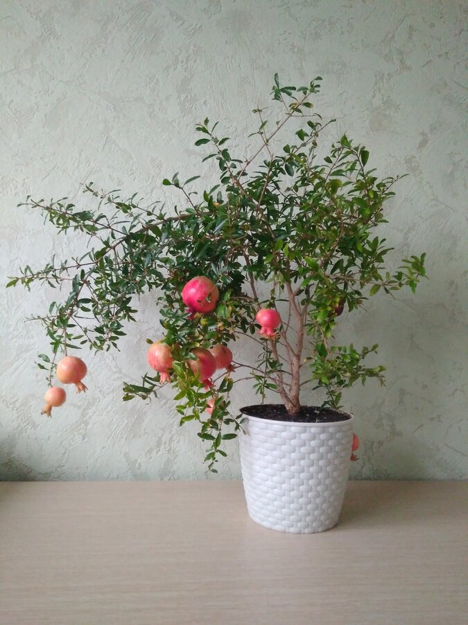 Гранат Комнатный Купить В Спб