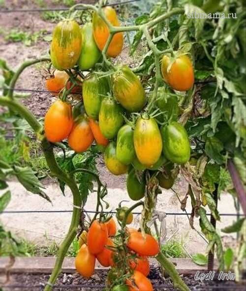 томат золотая рыбка отзывы. сорт томата золотая рыбка. томат золотая рыбка гисок семена. семена томат золотая рыбка. сорт томата золотая рыбка.