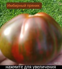 Коллекционные семена томатов :: Сибмама - о семье, беременности и детях