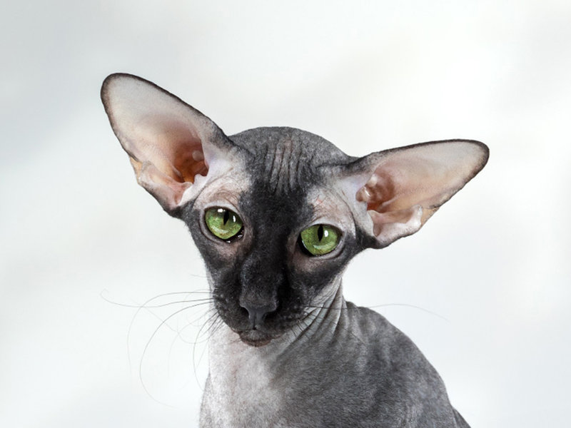 Рассмотрите фотографию кошки породы петерболд. Петерболд Ориентал. Сиамский Петерболд. Петерболд Гавана. Петерболд кошка.
