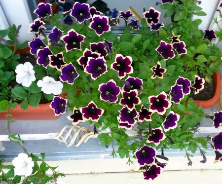 Петуния Индиана Summer Купить Семена