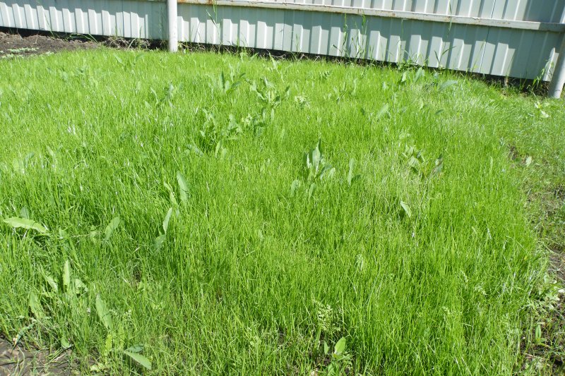 Через сколько всходит газонная трава. Сорняк похожий на газонную траву. Газонные сорняки. Сорняковый газон. Газон всходит.