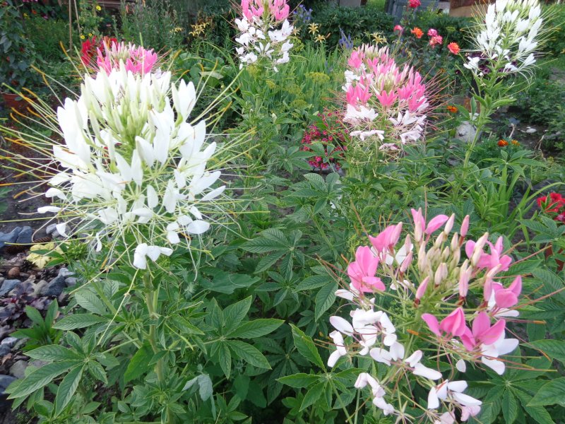 клеома игольчатая. клеома когда сажать семена. клеома сеянцы. клеома колючая вишневая. клеома королевская.