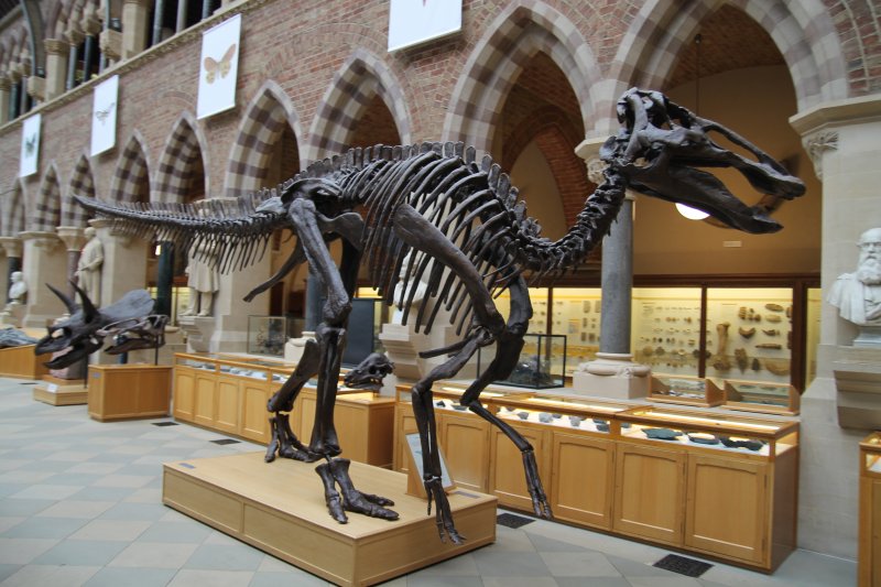 Кости динозавров из музея