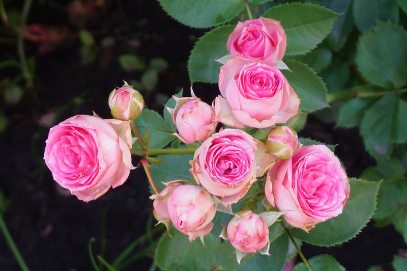 Каталоги роз на осень 2024 года. Розы Бутримовых на весну 2021. Питомник Фокина розы.
