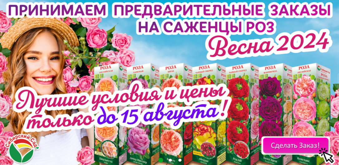 Купить Саженцы Роз На Весну
