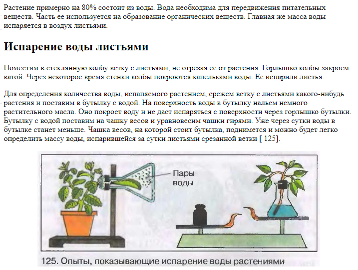 На рисунке изображен опыт экспериментатор поместил элодею. Опыт доказывающий испарение воды листьями. Опыт испарение воды растениями. Опыт показывающий испарение воды растениями. Эксперименты с растениями.