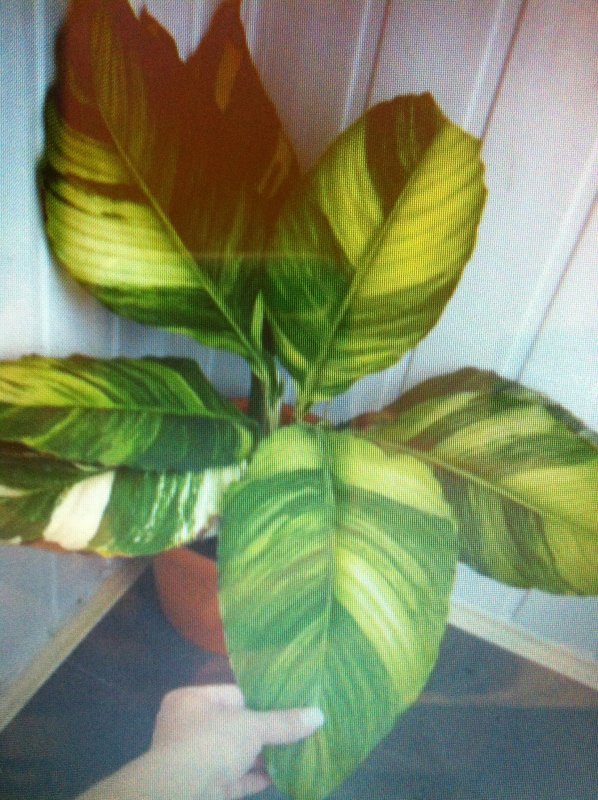 Спатифиллум сенсейшен. Гигантский спатифиллум сенсация. Спатифиллум санни. Спатифиллум сорт сенсация. Спатифиллум сенсейшен.