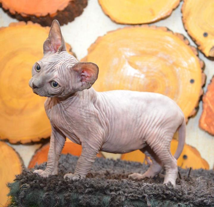 котенок канадского сфинкса 2 месяца. сфинкс кошка петерболд. сфинкс 7 месяцев. сидячий кот сфинкс. сфинкс 7 месяцев.