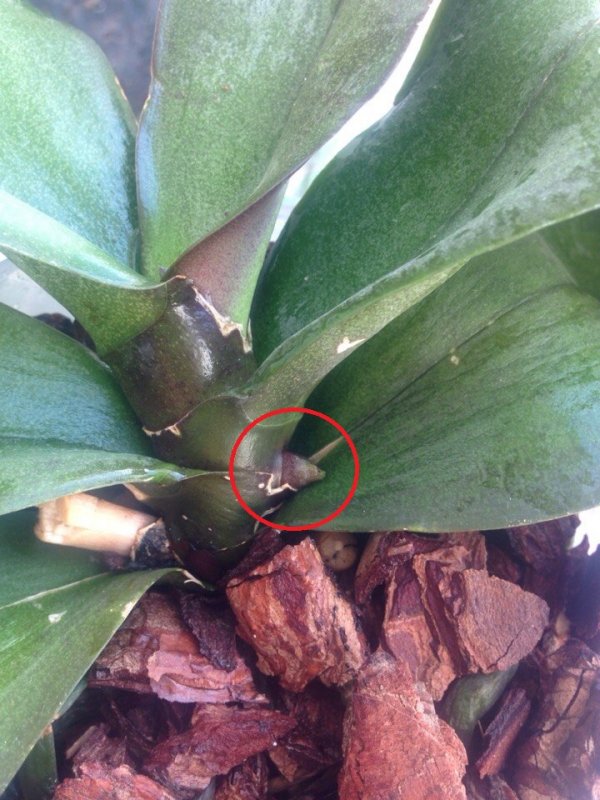 Орхидеи - 2 :: Сибмама - о семье, беременности и детях