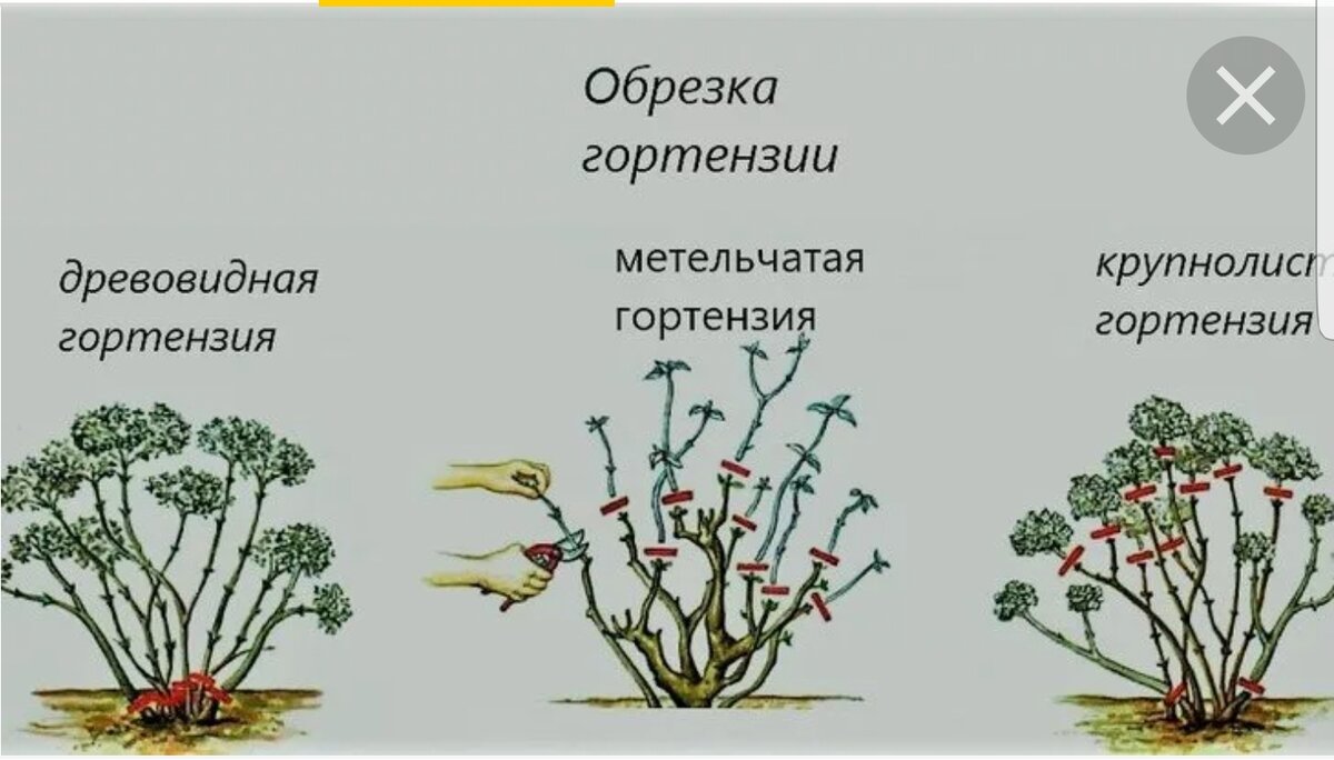 Обрезка гортензии весной для начинающих в картинках пошагово видео бесплатно