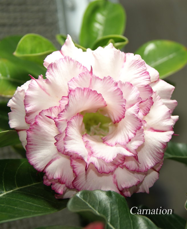 Carnation 2 РђРґРµРЅРёСѓРј