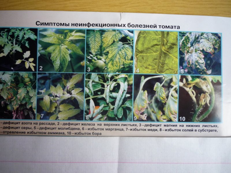 Определение болезней томатов по листьям фото и описание