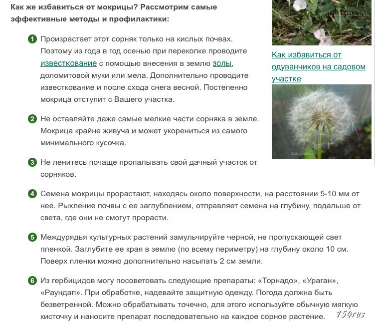 Мокрица трава как избавиться в теплице. Мокрица трава на каких почвах растет. самые мелкие семена сорняков. кислотность почвы для одуванчика. мокрица на какой почве растет.
