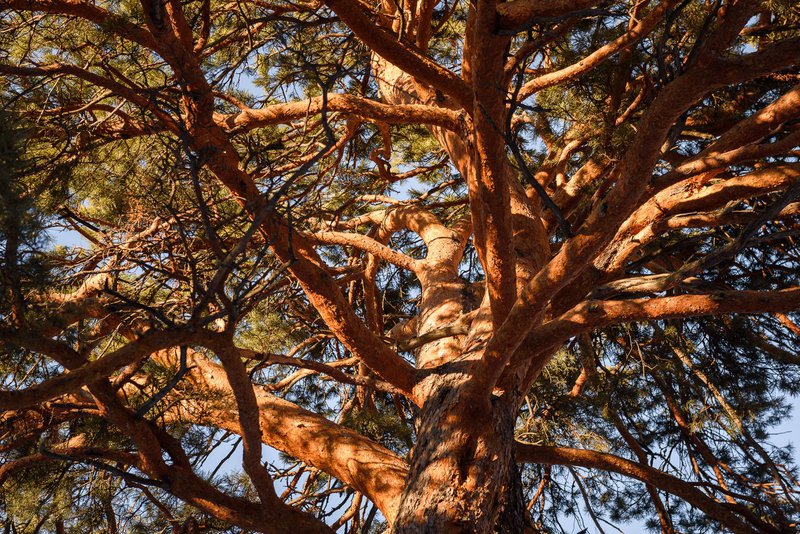столетняя сосна белокуриха. урочище сосновый бор саратовской области. очень красивые сосны. иванищи сосна реликтовая. природа сосны.