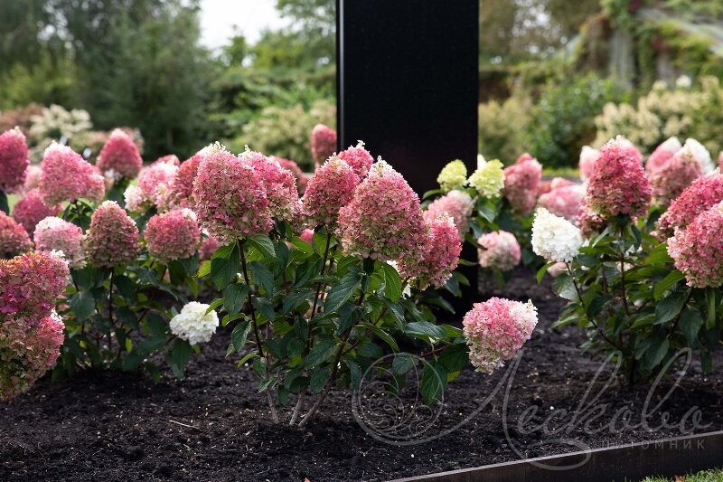 Ливинг пинки промис. Ливинг пинки промис. Ливинг пинки промис. Ливинг пинки промис. Ливинг пинки промис.