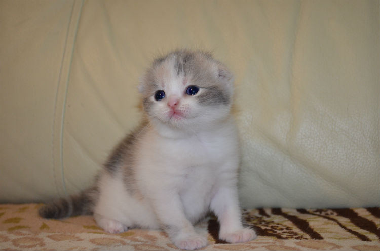 Купить Котенка В Белой Калитве