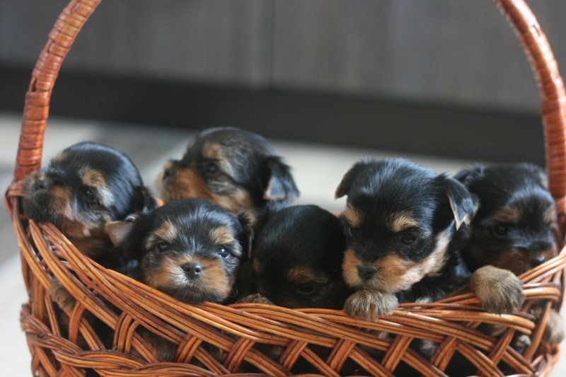 Где Купить Щенка В Нижнем Новгороде
