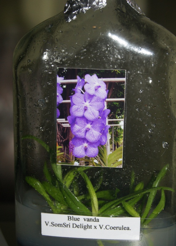 Покажи видео фласки. Фласка орхидей из Тайланда. Фласки микс орхидеи. Фласка фласка фласка.