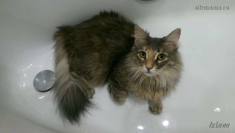 Чем вычесывать сибирскую кошку. Смотреть фото Чем вычесывать сибирскую кошку. Смотреть картинку Чем вычесывать сибирскую кошку. Картинка про Чем вычесывать сибирскую кошку. Фото Чем вычесывать сибирскую кошку