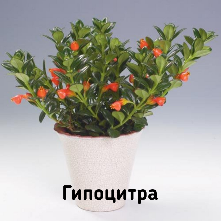 Где Купить Семена Нематантус Комнатный Цветок
