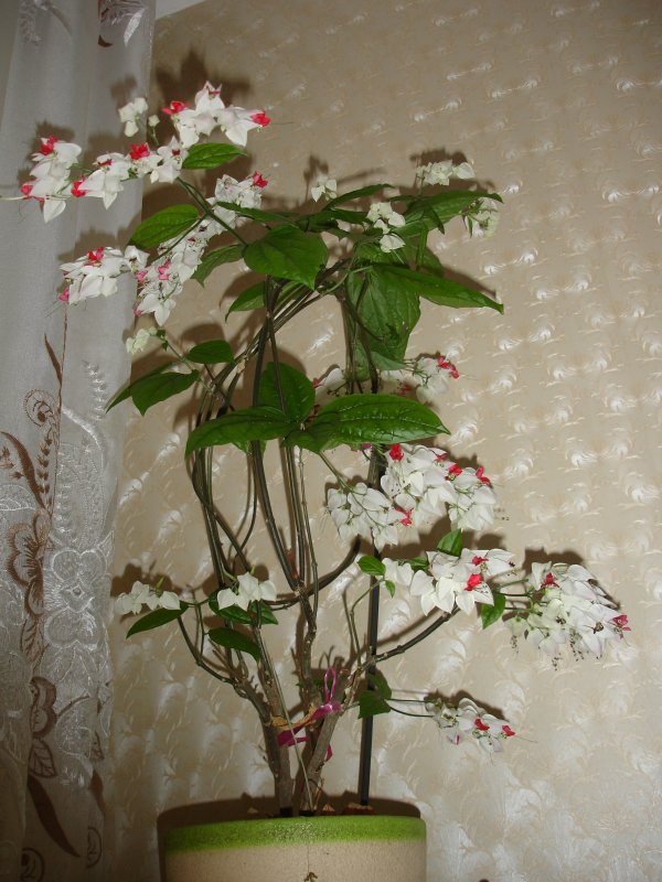 Клеродендрум бонсай