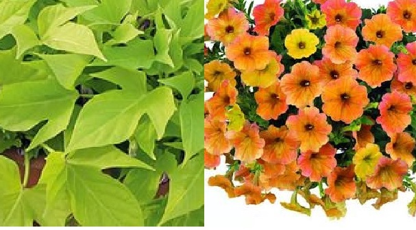 Петуния Индиана Summer Купить Семена