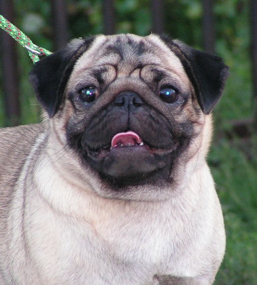 Клеить уши мопсу. Клеить уши мопсу. Клеить уши мопсу. Мопсы стандарт 2022. Клеить уши мопсу.