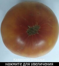 Cемена томатов, цветы для дачи :: Сибмама - о семье, беременности и детях