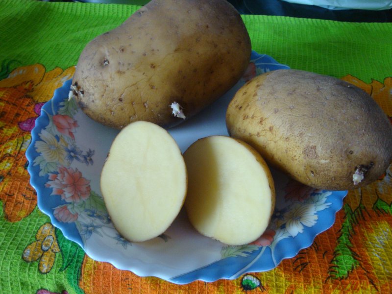 Картофель конкурент. Картофель семенной Синеглазка. Сорт картофеля Синеглазка. Сорт картофеля чугунка. Картофель сорта картофеля Синеглазка.